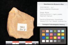 Foto (Objekt + Etikett) von Quercus palaeoilex Ettingshausen (NHMW-GEO-2024-0188-0903)